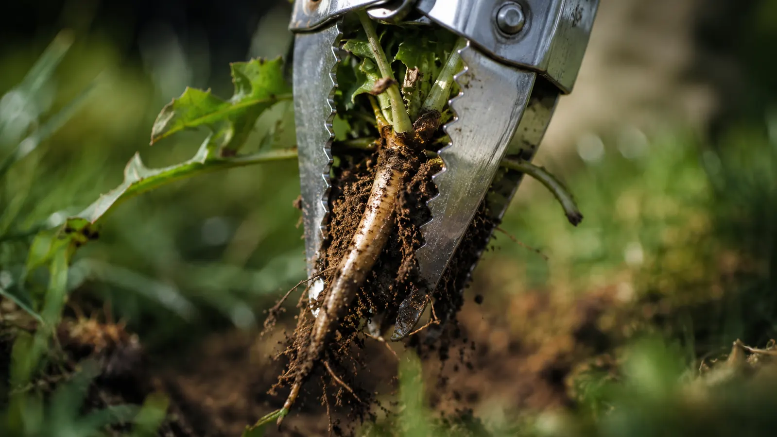 Four serrated stainless claws gripping a dandelion taproot and clump of dirt pulled from the ground
